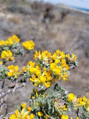 Acmispon dendroideus veatchii