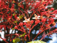 Clerodendrum paniculatum