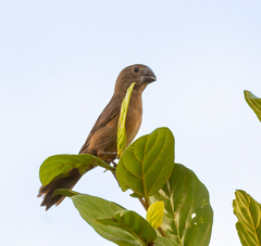 Sporophila maximiliani