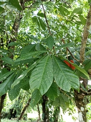 Sterculia mexicana