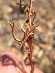 Camissoniopsis intermedia