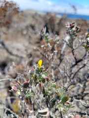 Acmispon dendroideus veatchii