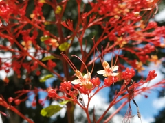 Clerodendrum paniculatum