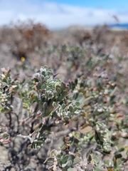 Acmispon dendroideus veatchii