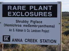 Surreya mesembryanthema