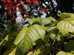 Clerodendrum paniculatum