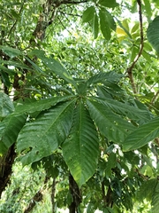 Sterculia mexicana
