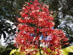Clerodendrum paniculatum