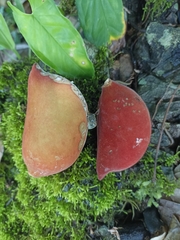Sterculia mexicana