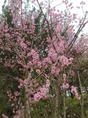 Amygdalus