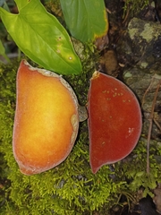Sterculia mexicana
