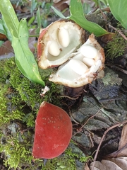 Sterculia mexicana