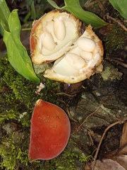 Sterculia mexicana