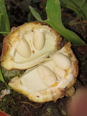 Sterculia mexicana