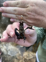 Procambarus spiculifer