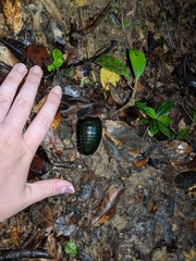 Zoosphaerium neptunus