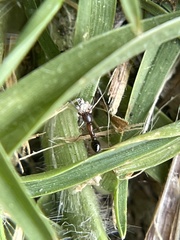 Cardiocondyla mauritanica