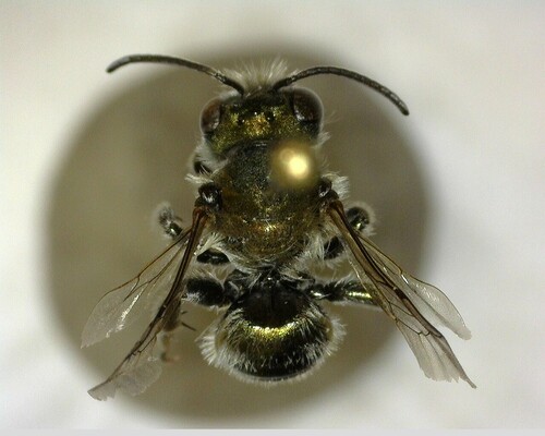 iNaturalist observation photo of Mason Bees