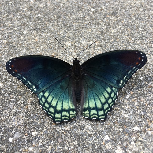 Red-spotted Admiral, photo 6 of 10