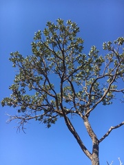 Vochysia thyrsoidea