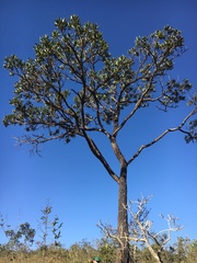Vochysia thyrsoidea