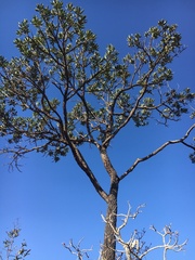 Vochysia thyrsoidea