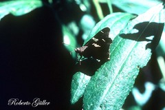 Oechydrus chersis