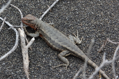 Sagebrush Lizard photo 3