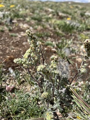 Artemisia borealis