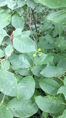 Prunus virginiana virginiana