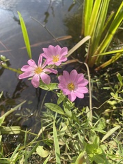 Sabatia dodecandra foliosa