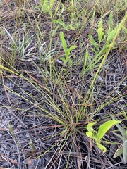 Rhynchospora plumosa image