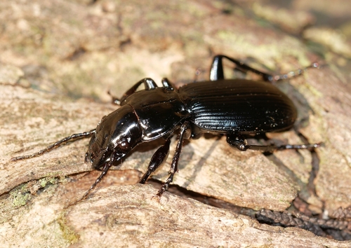 Pterostichus lama photo 3