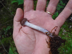 Cortinarius evernius