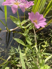 Sabatia dodecandra foliosa