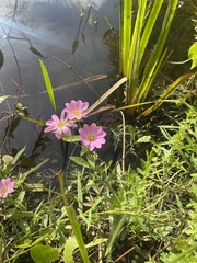 Sabatia dodecandra foliosa