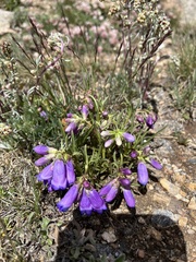 Penstemon hallii
