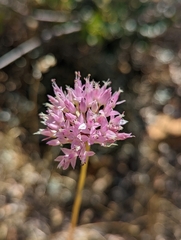 Allium sanbornii