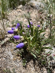Penstemon hallii