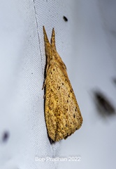 Lepidoptera