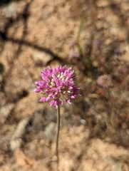 Allium sanbornii