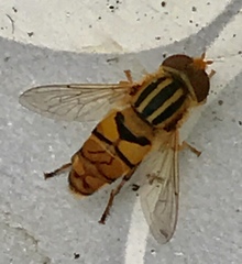 Parhelophilus integer