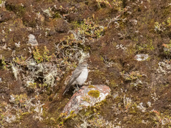 Muscisaxicola alpinus