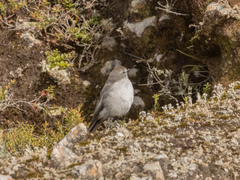 Muscisaxicola alpinus