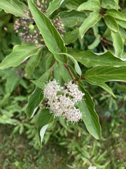 Cornus sericea
