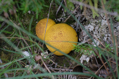 Scleroderma flavidum