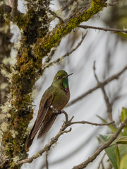 Chalcostigma heteropogon