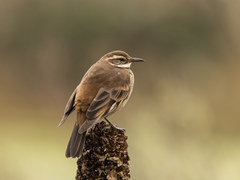 Cinclodes albidiventris