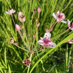 Butomus umbellatus