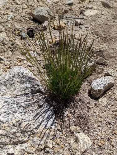 Agrostis variabilis observed 2022-06-27